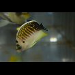 画像6: タイガーエンゼル幼魚±5cm (6)