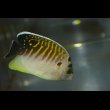 画像3: タイガーエンゼル幼魚±5cm (3)