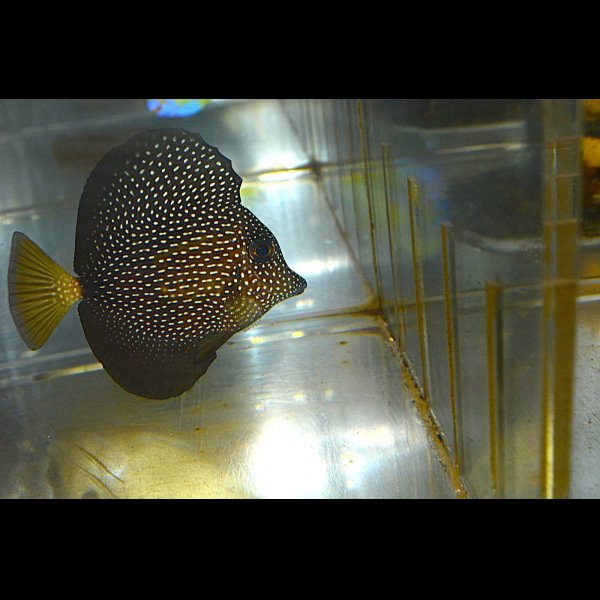 画像1: ジェムタン±7.5cm (1)
