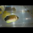 画像1: タイガーエンゼル幼魚±5cm (1)