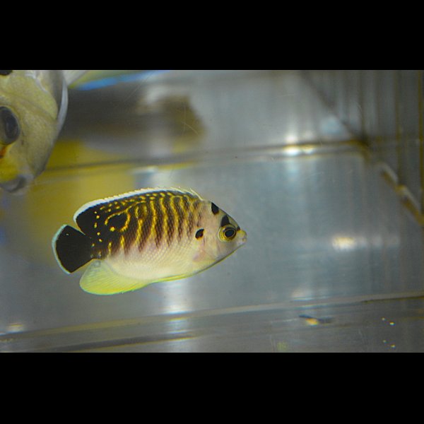 画像1: タイガーエンゼル幼魚±5cm (1)