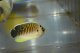 画像: タイガーエンゼル幼魚±5cm