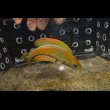 画像1: マダガスカルフラッシャーラス♂±10cm (1)