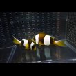 画像2: マダガスカルクラウンPair±10/6.5cm (2)