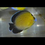 画像: ゴールドフレーク±7.5cm