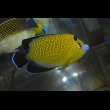 画像5: ゴールドフレーク±10cm (5)