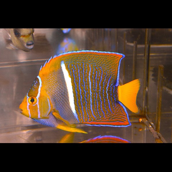 画像2: パッサーエンゼル±10.5cm (2)