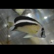画像1: グリフィスエンゼル±10.5cm (1)