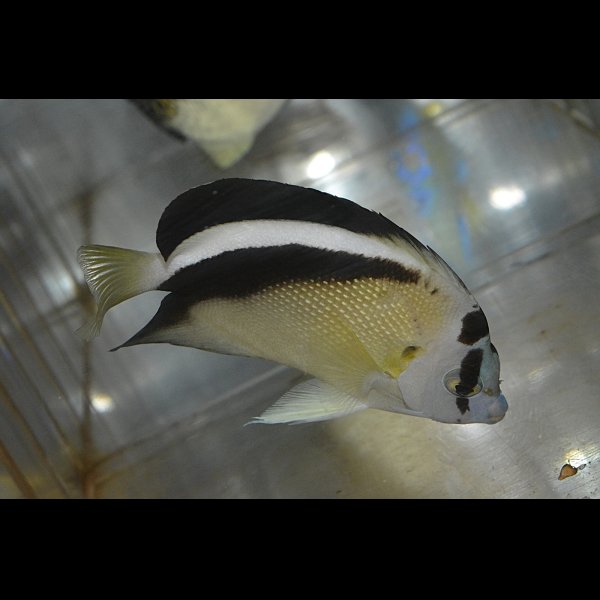 画像1: グリフィスエンゼル±10.5cm (1)
