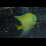画像: 期間限定！ベリーズクイーンエンゼル±18cm