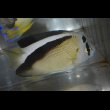 画像5: グリフィスエンゼル±10.5cm (5)