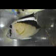 画像2: グリフィスエンゼル±10.5cm (2)