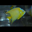 画像1: ベリーズクイーンエンゼル±15cm (1)