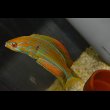 画像6: マダガスカルフラッシャーラス♂±10cm (6)