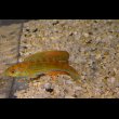 画像2: マダガスカルフラッシャーラス♂±9.5cm (2)