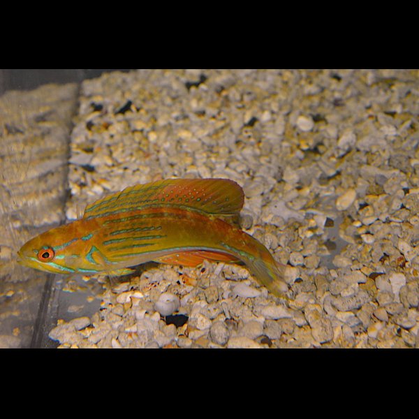 画像2: マダガスカルフラッシャーラス♂±9.5cm (2)