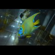 画像2: ベリーズクイーンエンゼル±13cm (2)