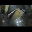 画像7: グリフィスエンゼル±10.5cm (7)