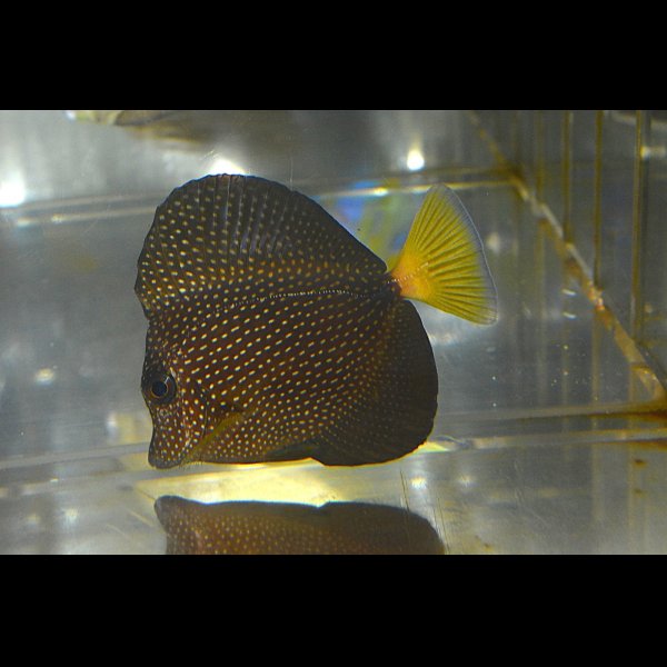 画像2: ジェムタン±8.5cm (2)