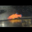 画像9: キャンディバスレット±4.5cm/5cm pair (9)