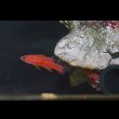 画像4: キャンディバスレット±4.5cm/5cm pair (4)