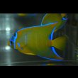 画像2: ベリーズ産クイーンエンゼル±9cm (2)