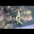 画像6: マルケサンバタフライ±7cm (6)