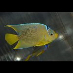画像: ベリーズ産ブルーエンゼル±10cm