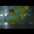 画像2: ベリーズ産クイーンエンゼル±7.5cm (2)
