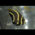 画像: ベリーズ産フレンチエンゼル±6.5cm