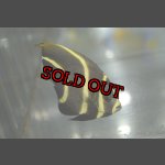画像: ベリーズ産フレンチエンゼル±6.5cm