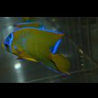 画像4: ベリーズ産クイーンエンゼル±9cm (4)