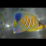 画像: モルディブ産ニシキヤッコ±10.5cm