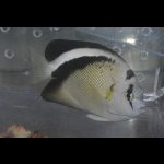 画像: グリフィスエンゼル±14cm
