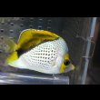 画像3: マルケサンバタフライ±8.5cm (3)