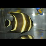 画像: ベリーズ産フレンチエンゼル±7.5cm