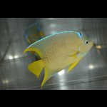 画像: ベリーズ産ブルーエンゼル±10cm