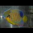 画像2: 超特価！冷凍ブラインOK！モルディブ産ニシキヤッコ±10.5cm (2)