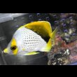 画像2: マルケサンバタフライ±8.5cm (2)