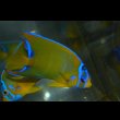画像1: ベリーズ産クイーンエンゼル±9cm (1)