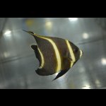 画像: ベリーズ産フレンチエンゼル±7.5cm