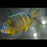 画像: ベリーズ産ブルーエンゼル±8cm