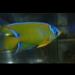 画像5: ベリーズ産クイーンエンゼル±9cm (5)