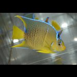 画像: ベリーズ産ブルーエンゼル±10cm