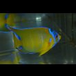 画像3: ベリーズ産クイーンエンゼル±9cm (3)