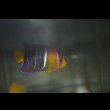画像3: パッサーエンゼル±7cm (3)