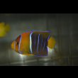 画像6: パッサーエンゼル±7cm (6)