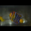 画像2: パッサーエンゼル±7cm (2)