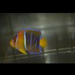 画像5: パッサーエンゼル±7cm (5)