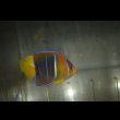 画像1: パッサーエンゼル±7cm (1)